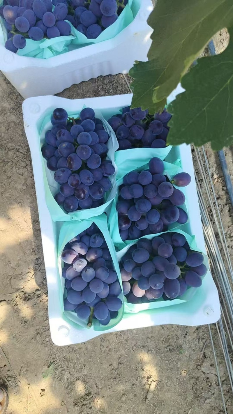 辽峰葡萄大量上市货源充足保质保量全国通发一手货源