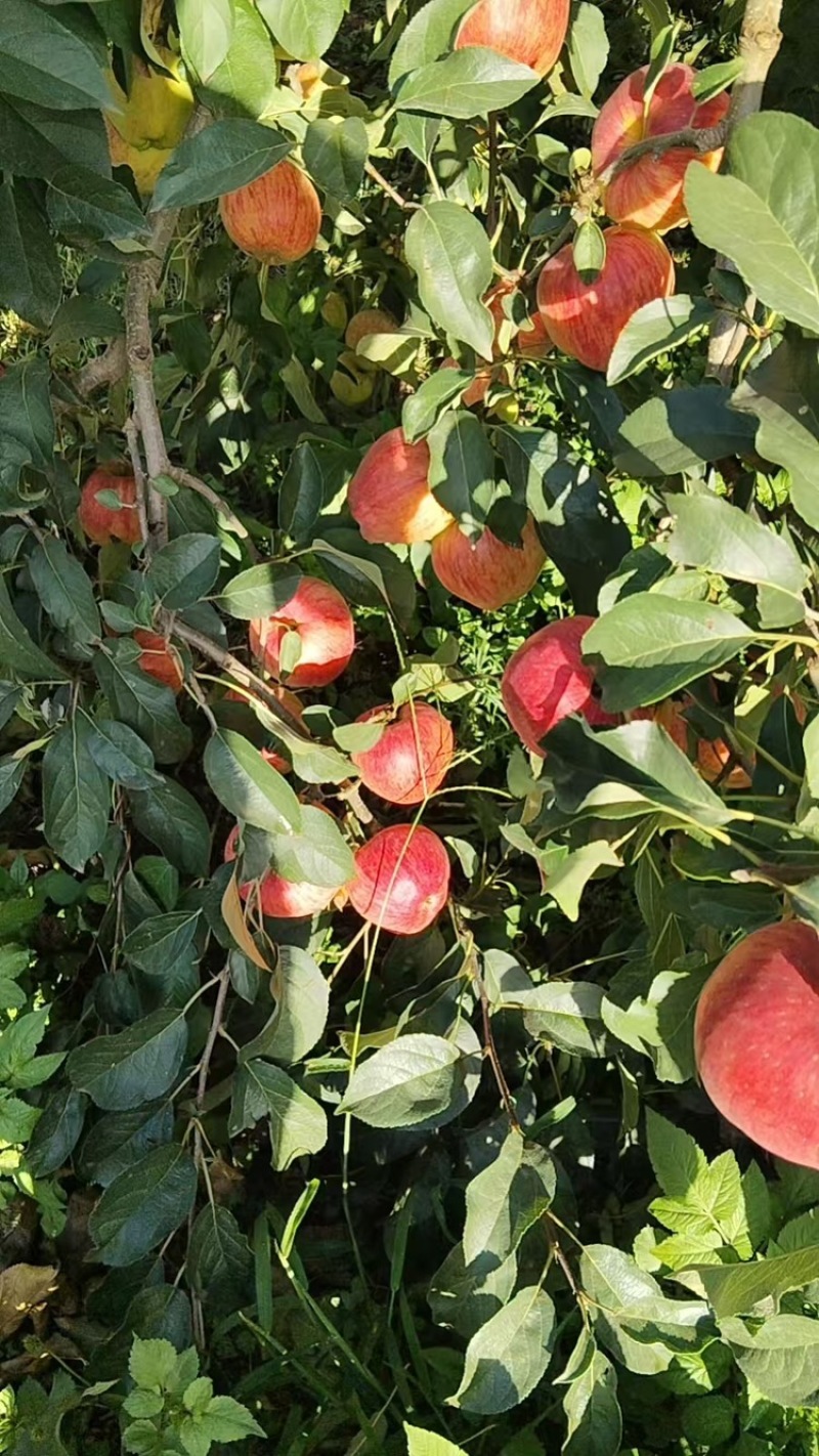云南嘎啦苹果基地直销量大质优价格优惠支持视频看货