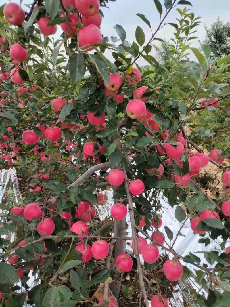 云南嘎啦苹果基地直销量大质优价格优惠支持视频看货