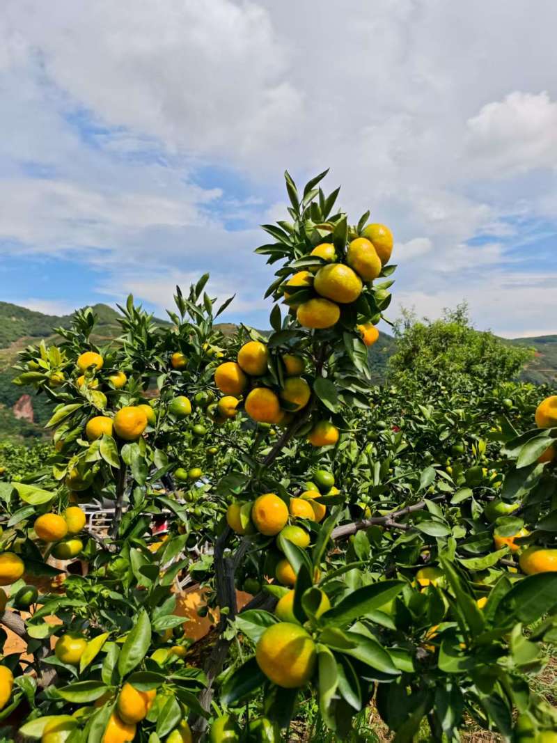 云南高山蜜橘