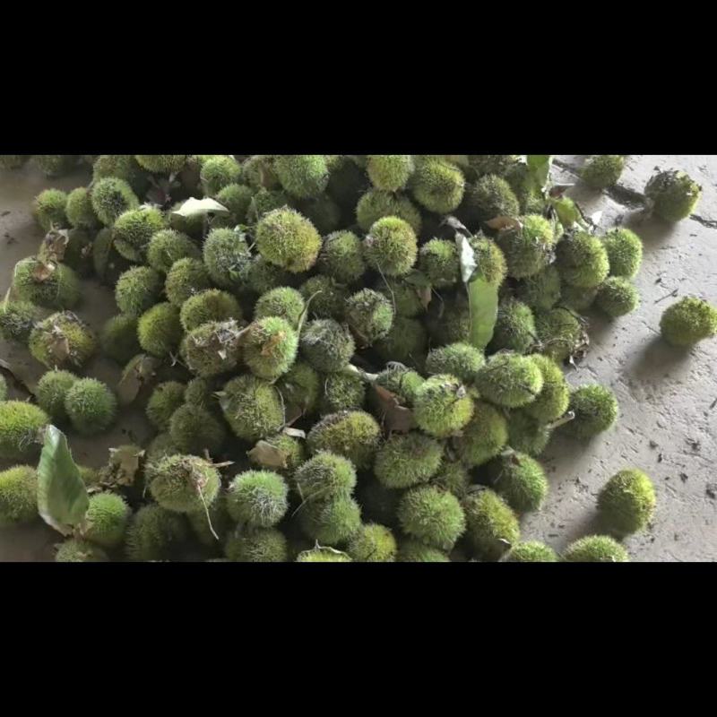 板栗刺球