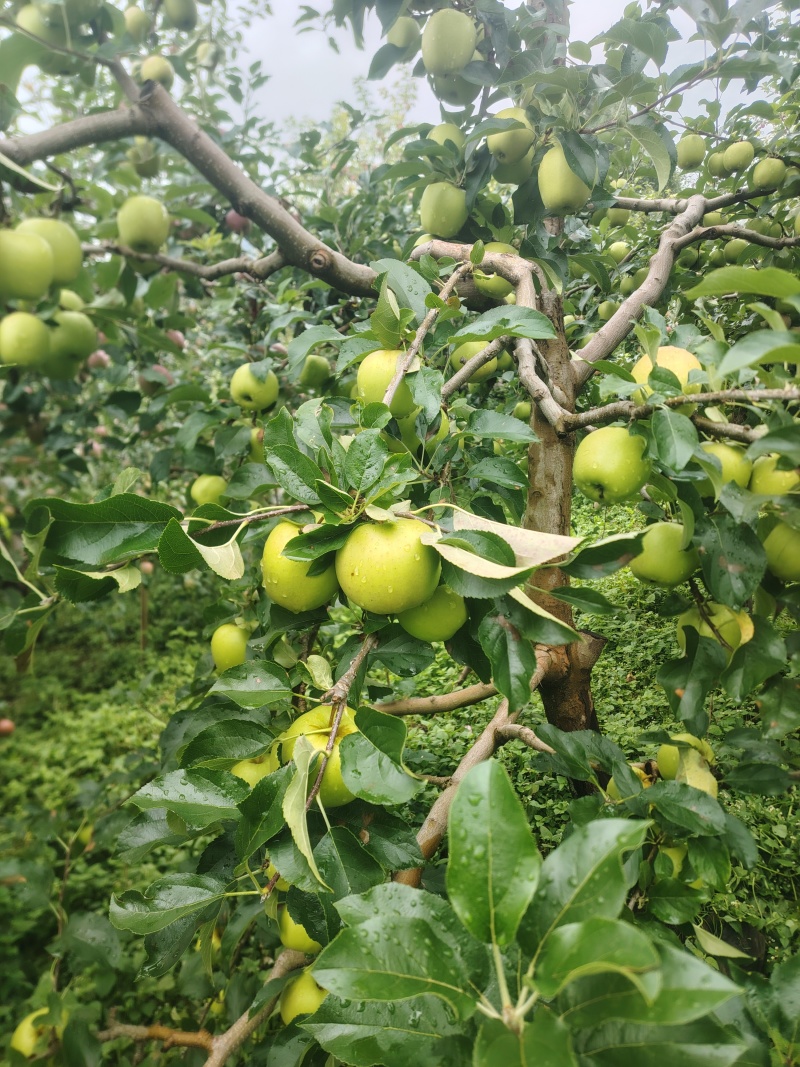 酸酸甜甜的青苹果红嘎拉上线，需要的老板联系