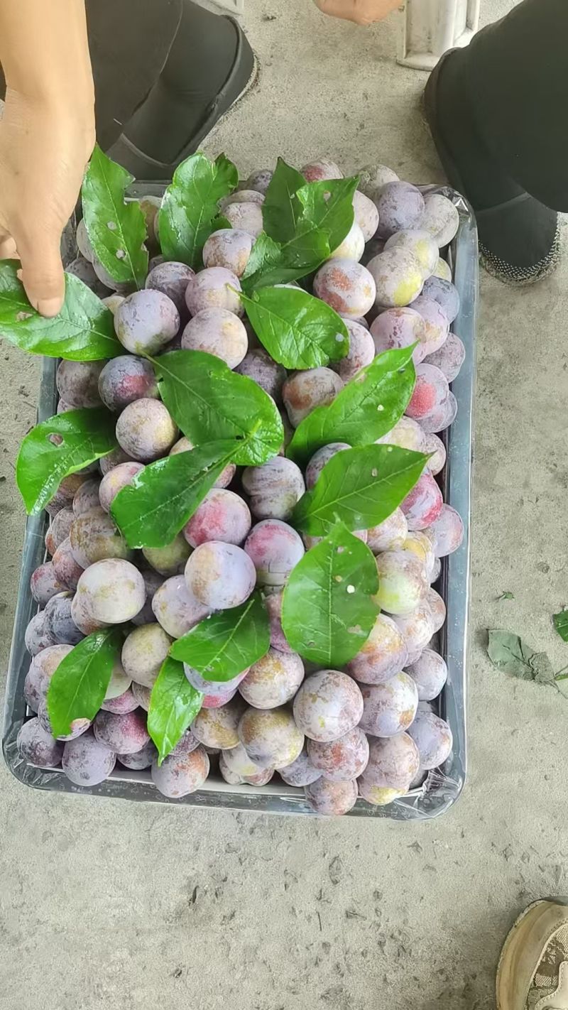 脆红李