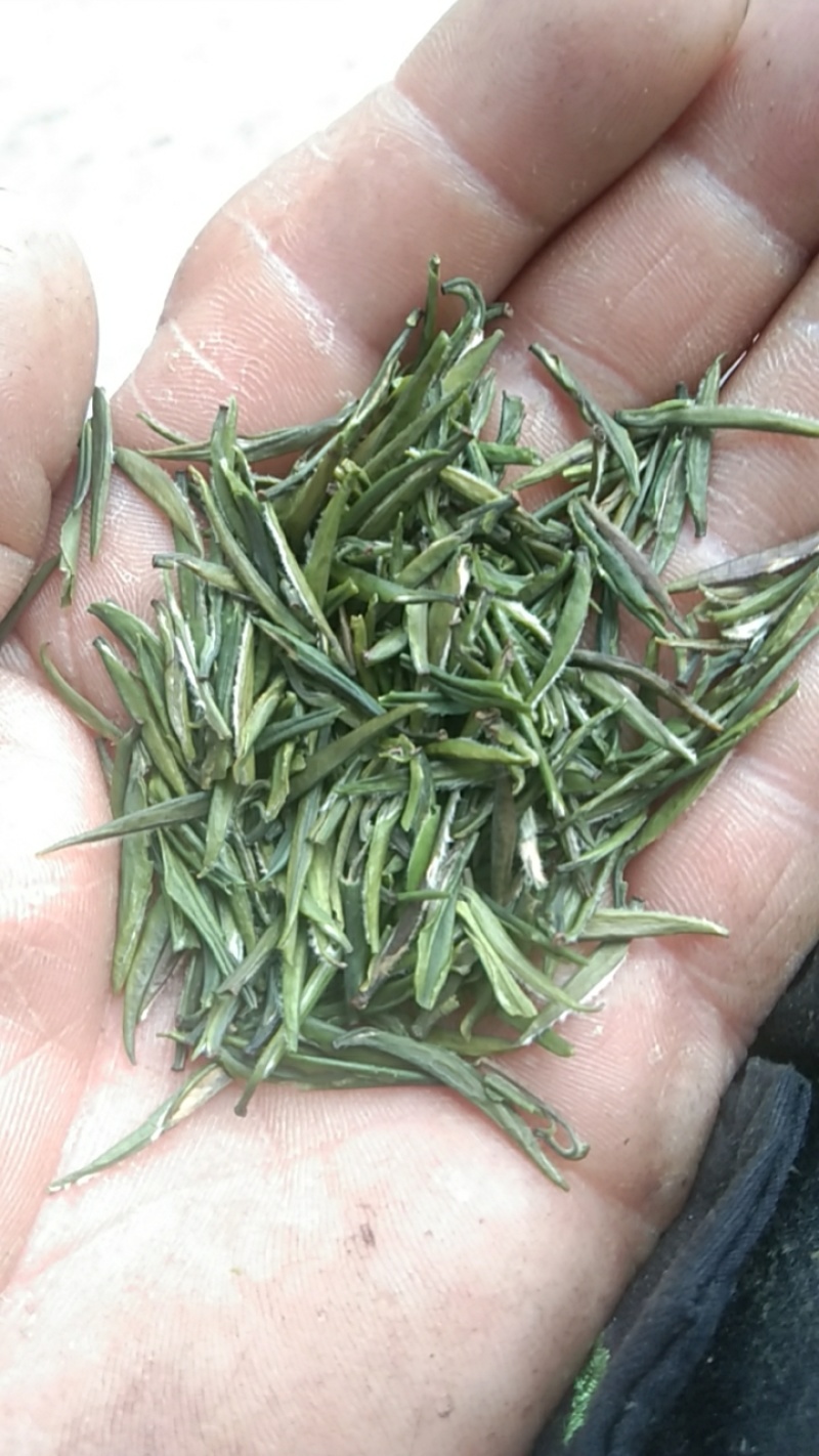 口粮茶绿茶