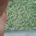 口粮茶绿茶