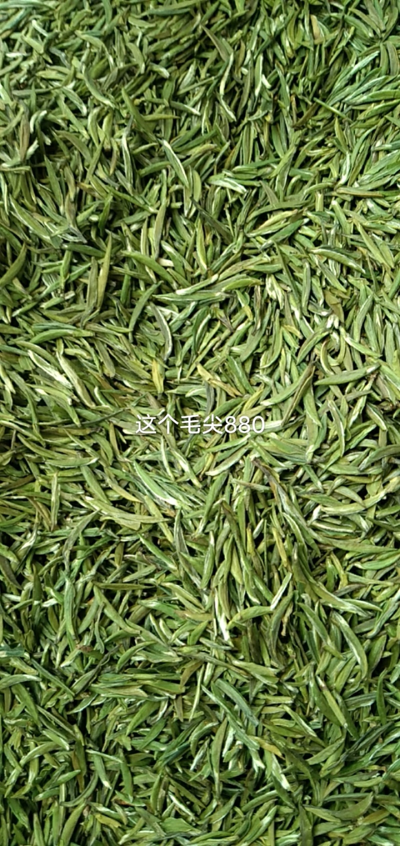 口粮茶绿茶