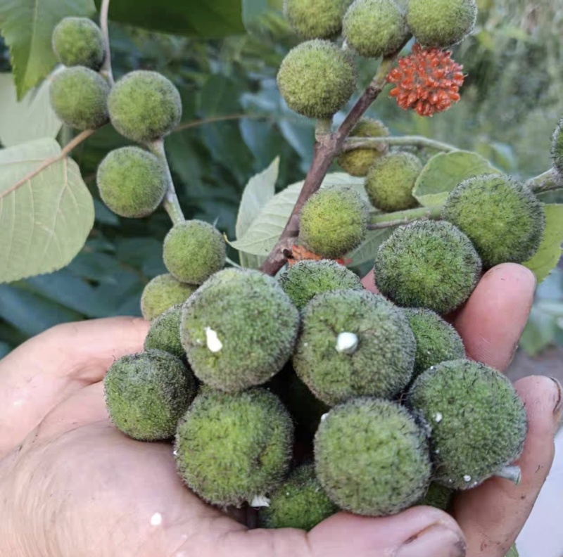 构树果楮实果青果