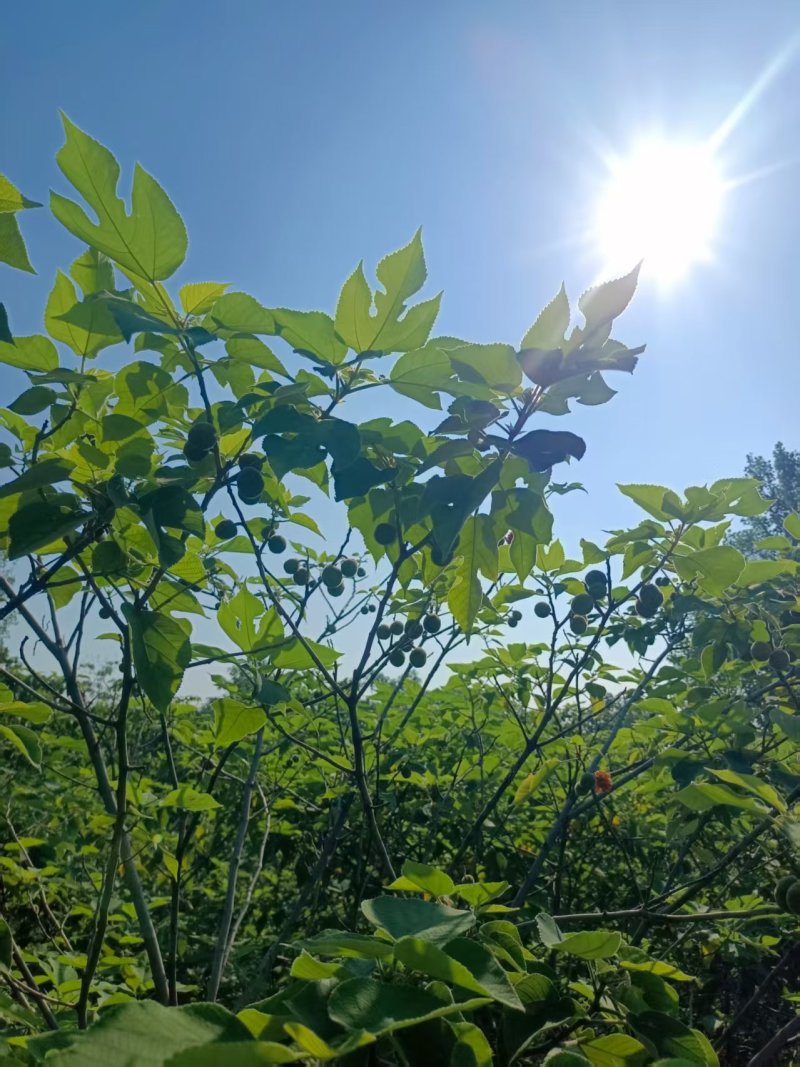构树果楮实果青果
