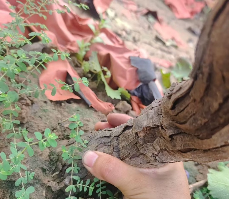 优质占地葡萄树批零出售，自家果园，诚心出