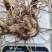 白芨白芨种苗紫花三叉白芨基地直发量大从优