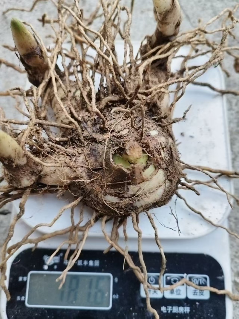 白芨白芨种苗紫花三叉白芨基地直发量大从优