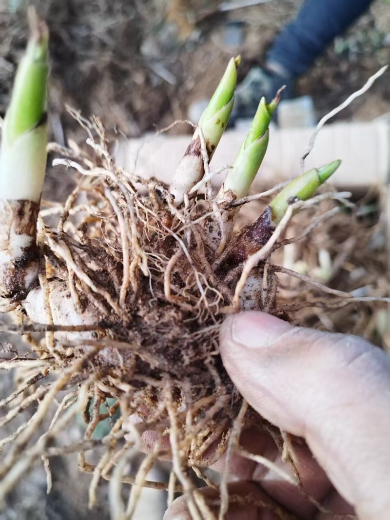 白芨白芨种苗紫花三叉白芨基地直发量大从优