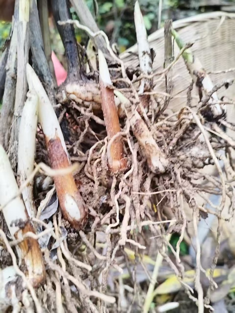 白芨白芨种苗紫花三叉白芨基地直发量大从优