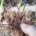 白芨白芨种苗紫花三叉白芨基地直发量大从优