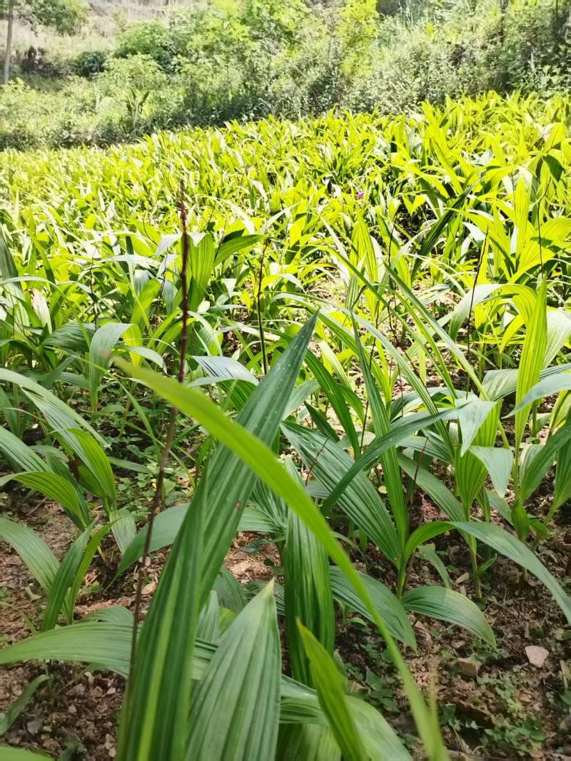 白芨白芨种苗紫花三叉白芨基地直发量大从优