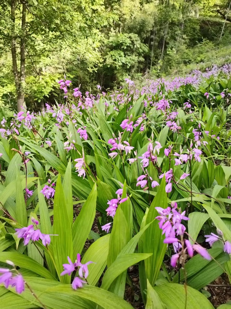 白芨白芨种苗紫花三叉白芨基地直发量大从优