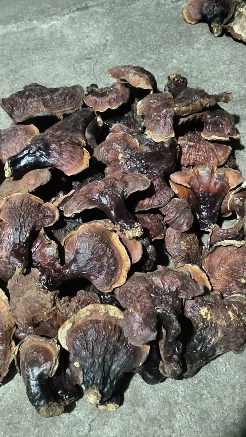 纯野生灵芝