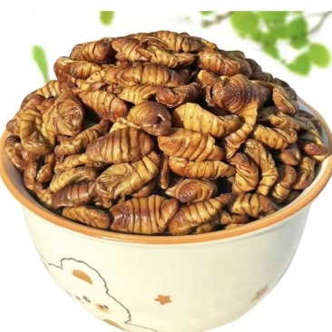 蚕蛹新鲜生鲜速冻茧蛹子正宗桑蚕