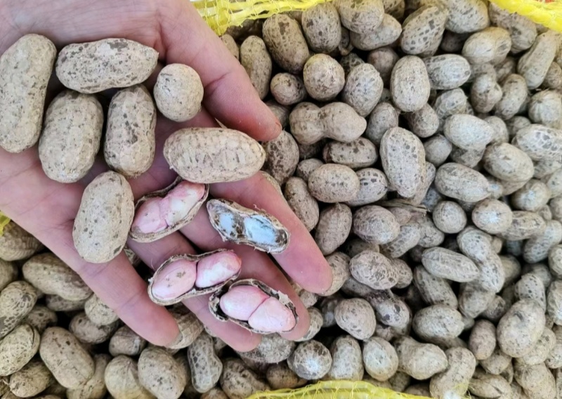 推荐鲜花生罗汉果花生现挖新鲜现货量大从优价格实惠