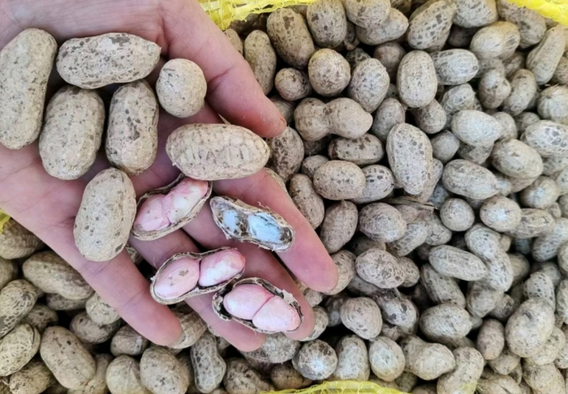推荐鲜花生罗汉果花生现挖新鲜现货量大从优价格实惠