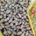 推荐鲜花生罗汉果花生现挖新鲜现货量大从优价格实惠