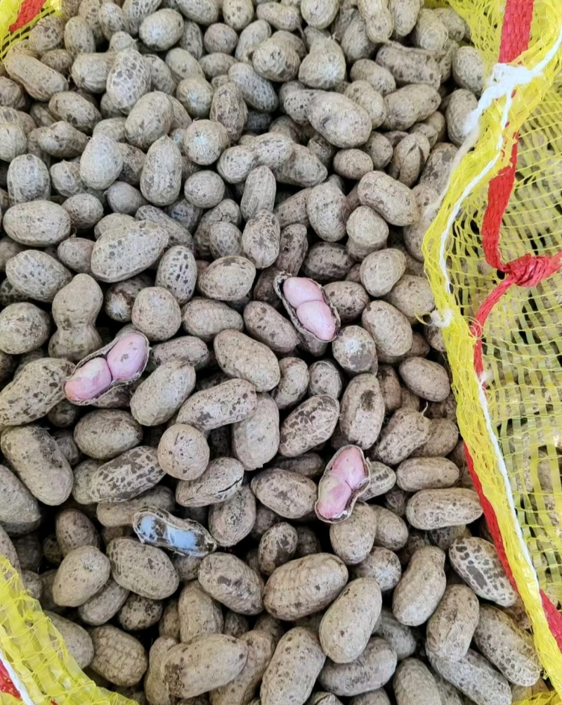 推荐鲜花生罗汉果花生现挖新鲜现货量大从优价格实惠