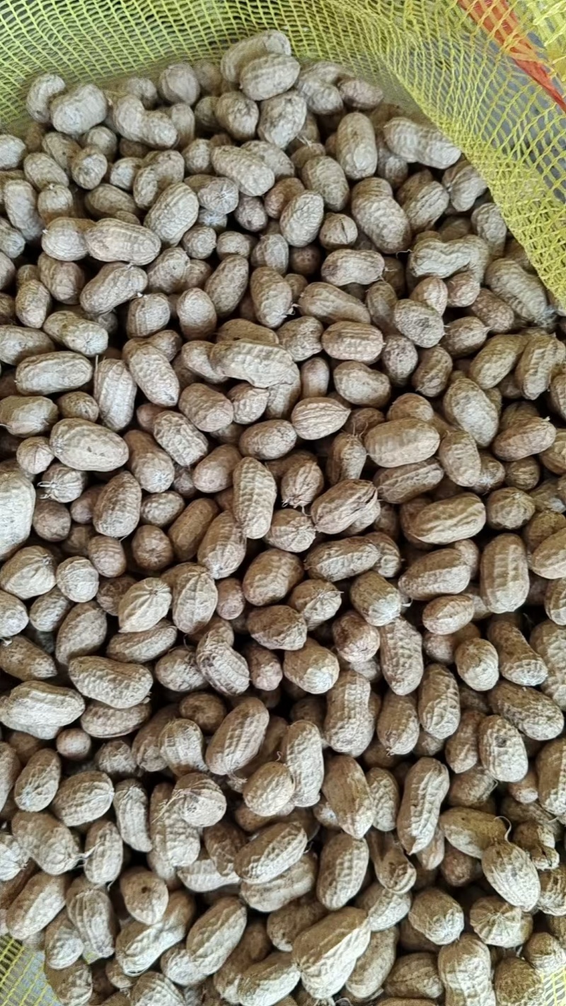 推荐鲜花生罗汉果花生现挖新鲜现货量大从优价格实惠