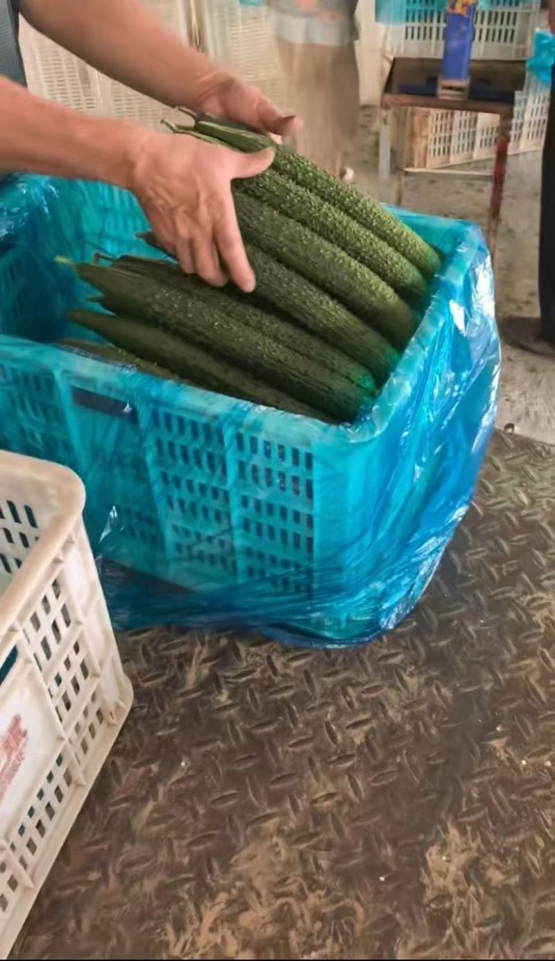 密刺黄瓜，当季新货，新鲜现摘，品质保证，量大从优！