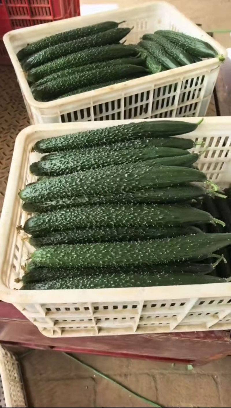 密刺黄瓜，当季新货，新鲜现摘，品质保证，量大从优！
