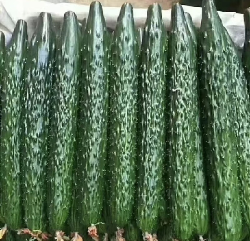 密刺黄瓜，当季新货，新鲜现摘，品质保证，量大从优！
