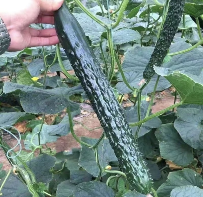 密刺黄瓜，当季新货，新鲜现摘，品质保证，量大从优！
