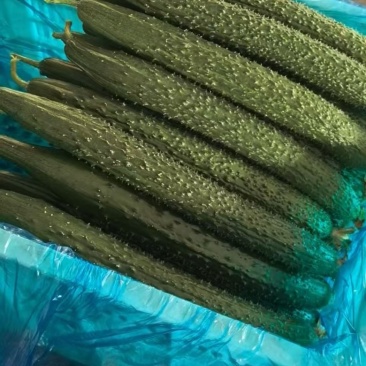 密刺黄瓜，当季新货，新鲜现摘，品质保证，量大从优！