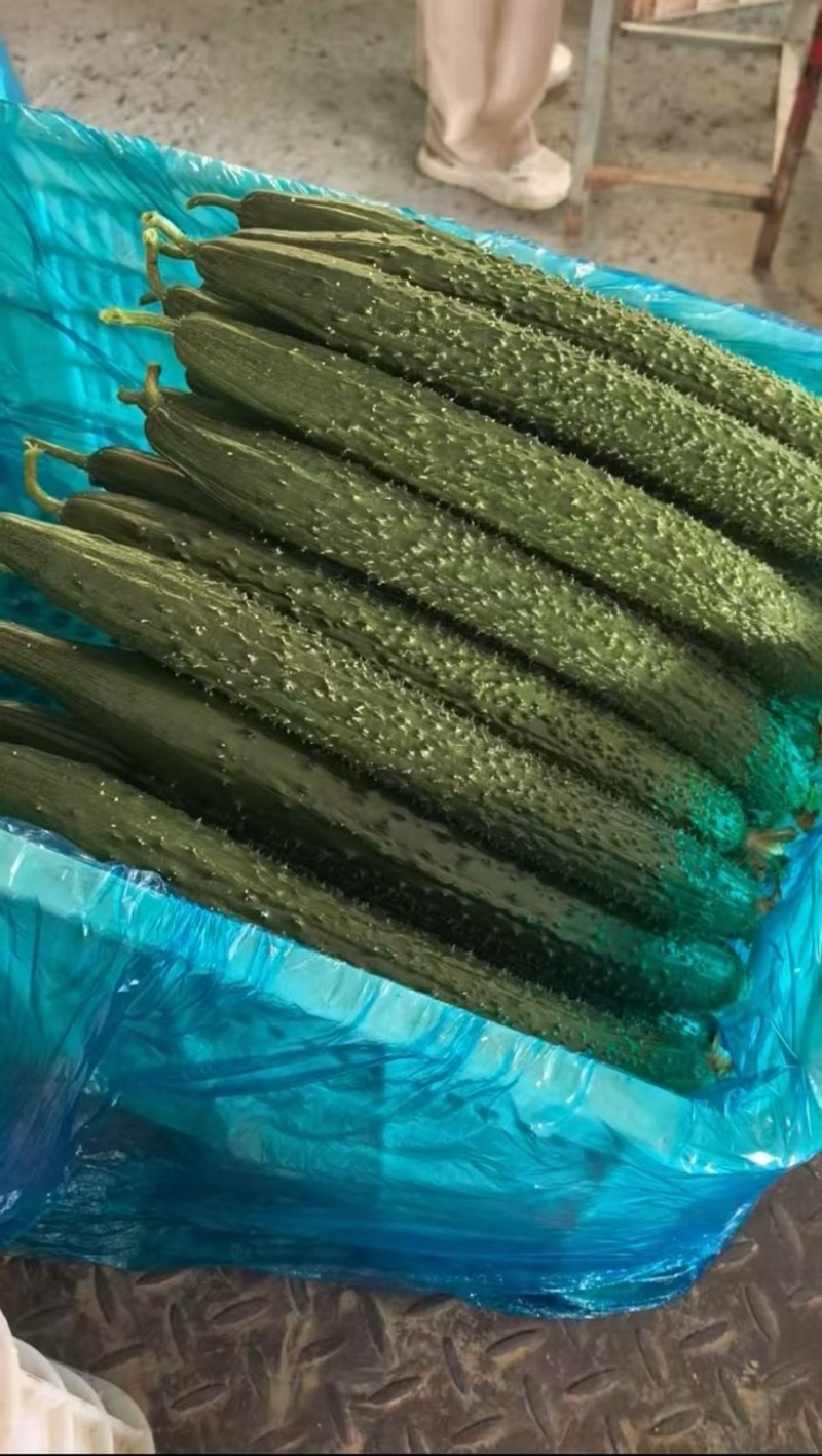 密刺黄瓜，当季新货，新鲜现摘，品质保证，量大从优！