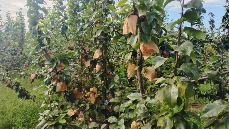 现有30万斤左右秋月梨出售，价格合理