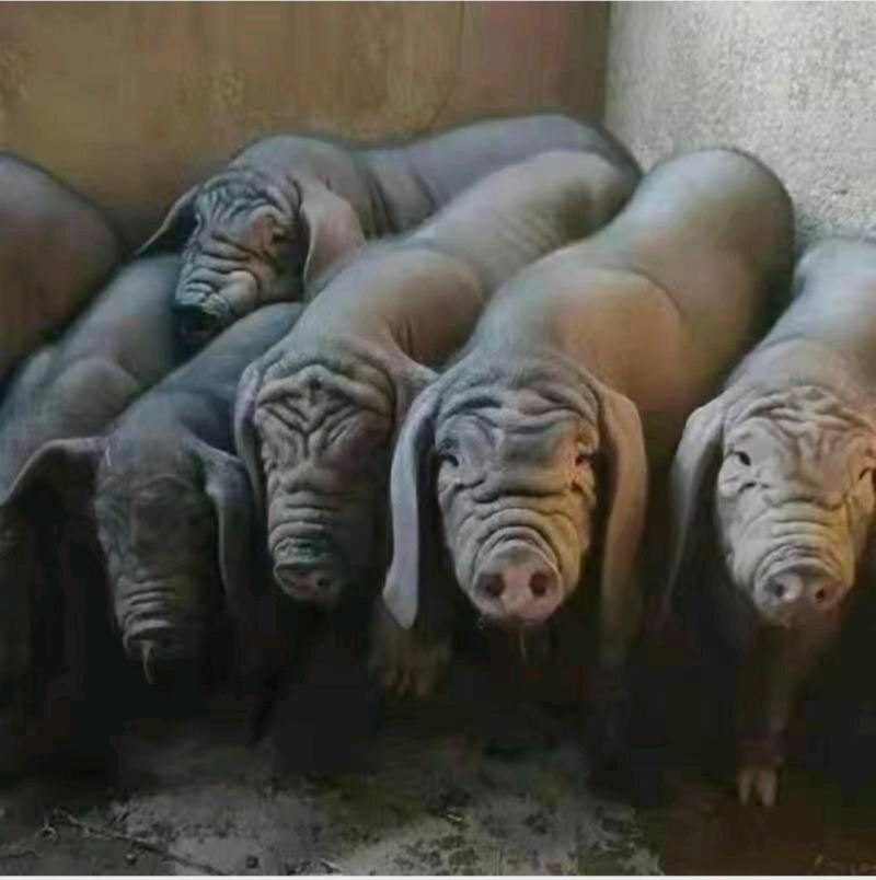 太湖母猪，约克母猪，长白母猪，苏太高产母猪