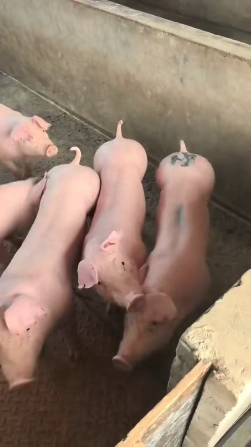 太湖母猪，约克母猪，长白母猪，苏太高产母猪