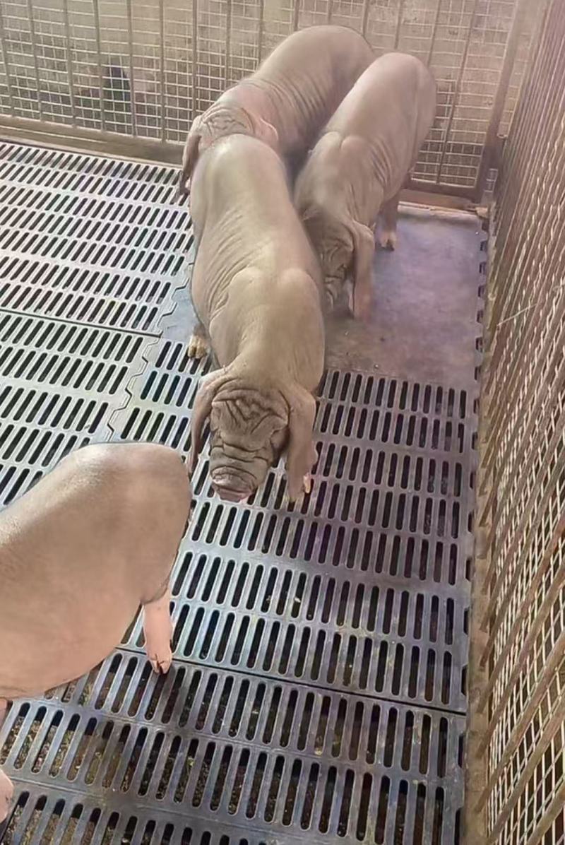 太湖母猪，约克母猪，长白母猪，苏太高产母猪