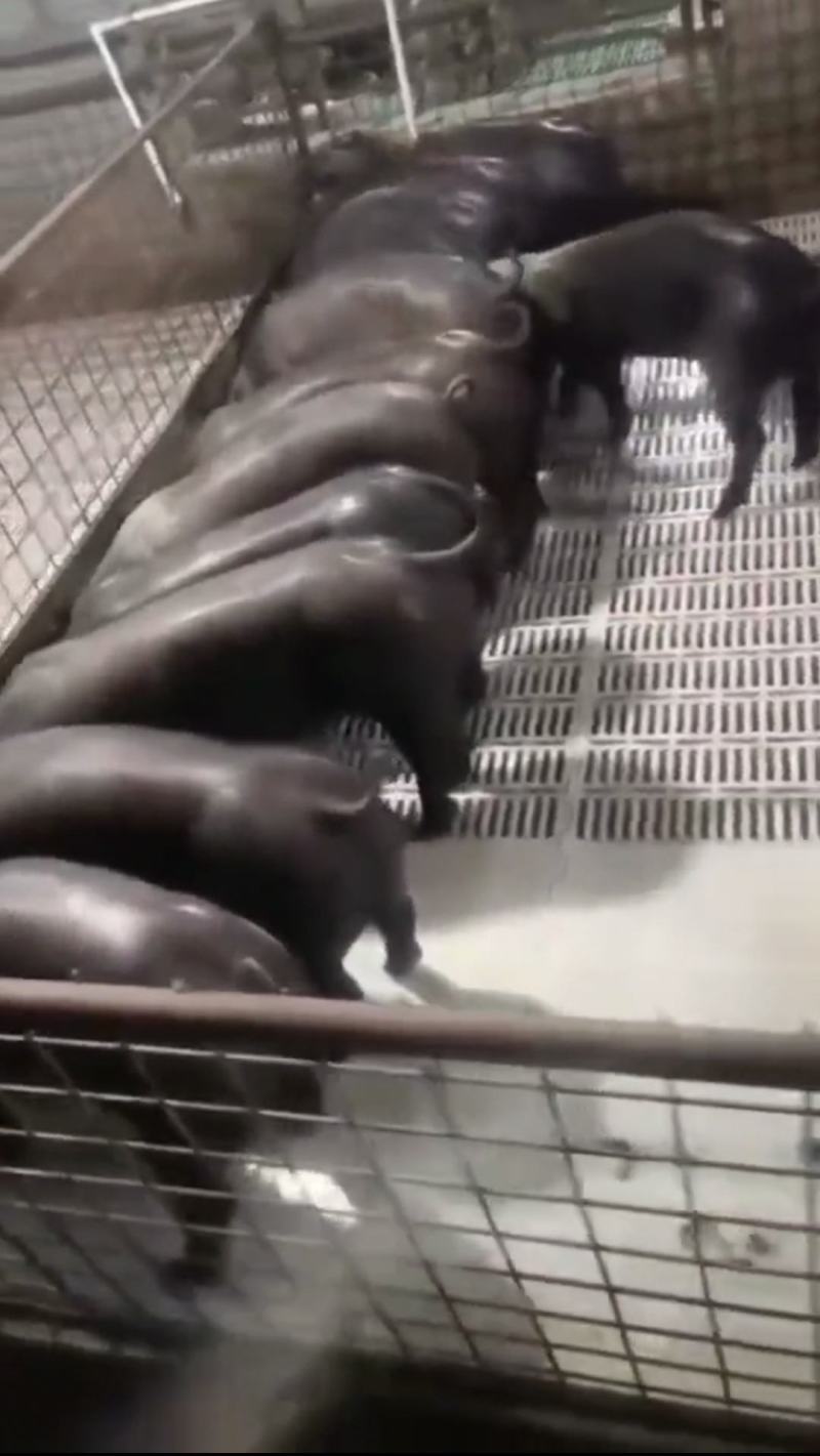 太湖母猪，约克母猪，长白母猪，苏太高产母猪