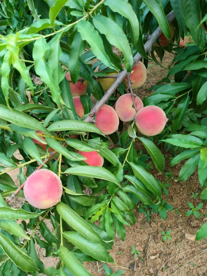 山东秋彤桃大量上市，欢迎采购