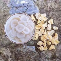 白玉木耳长白山白木耳肉厚无根火锅食材