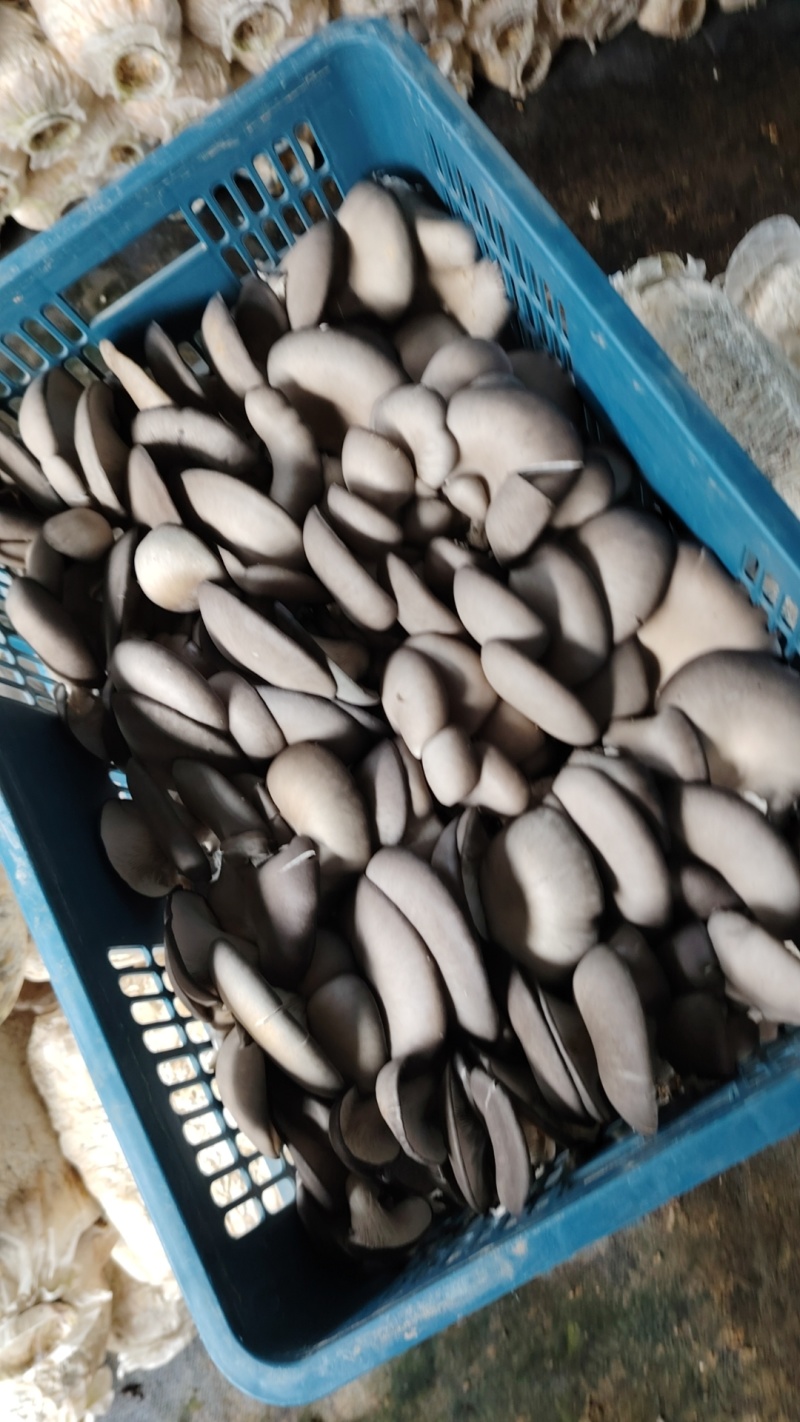 平菇大量供应