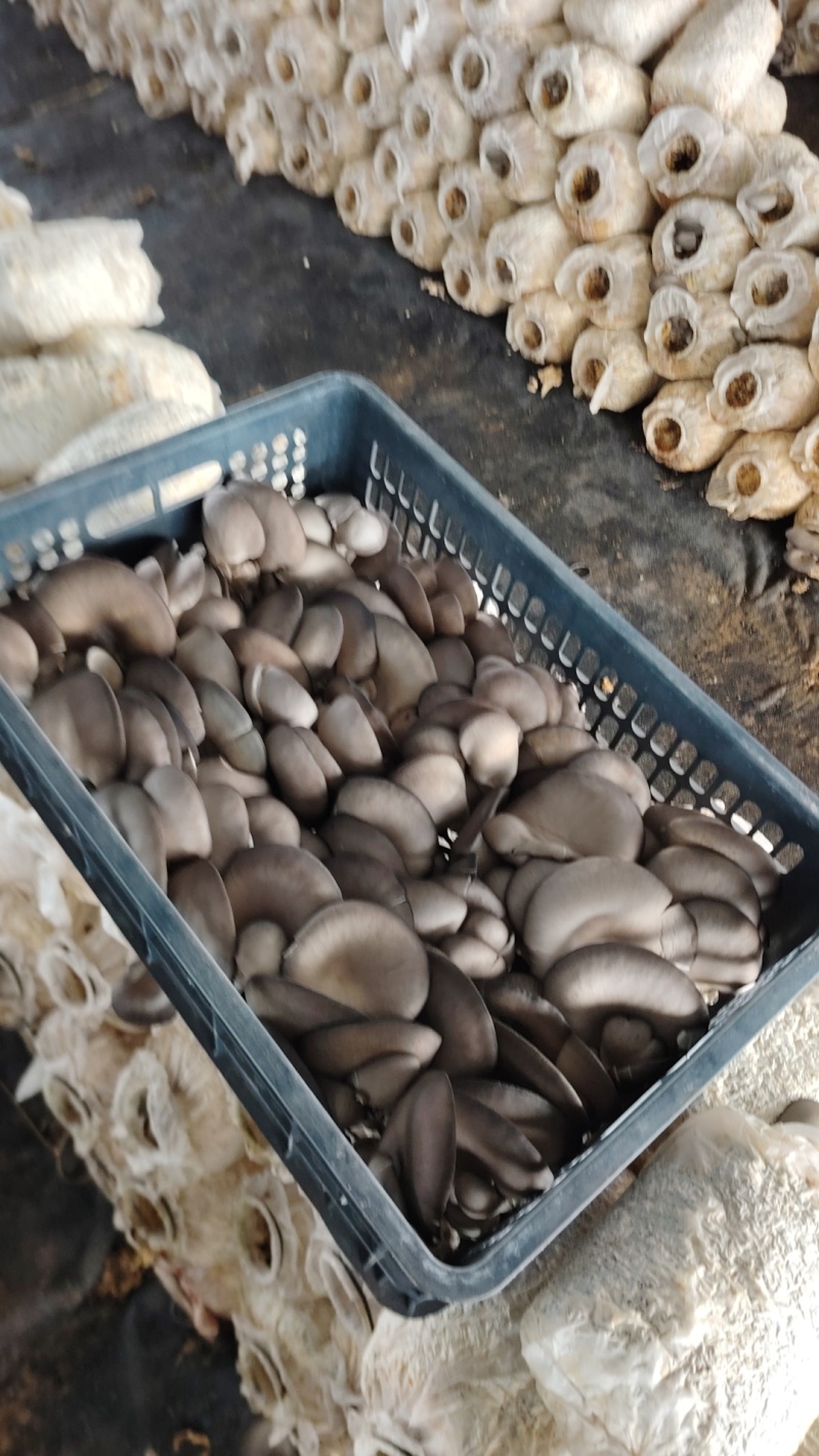 平菇大量供应