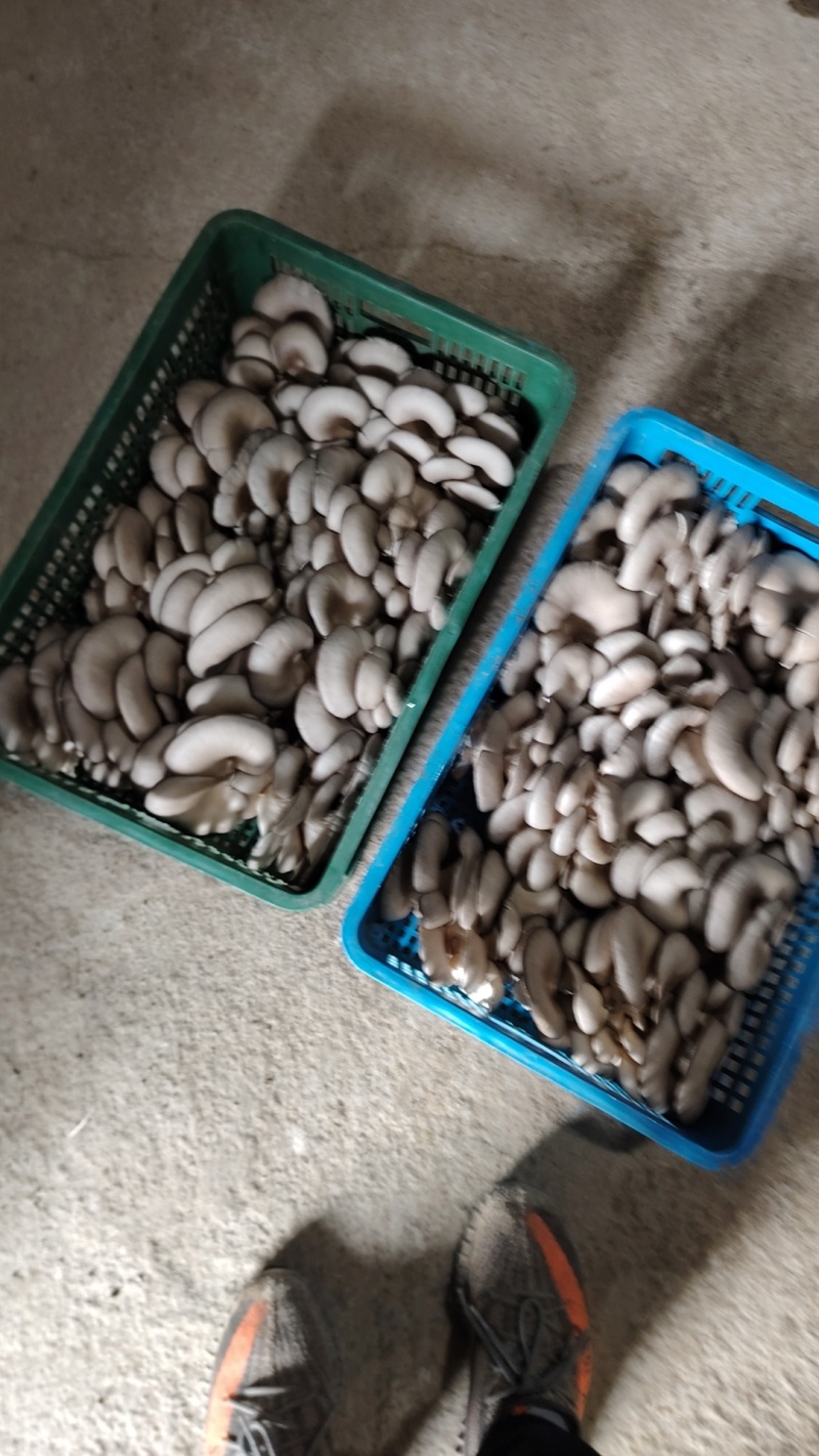 平菇大量供应
