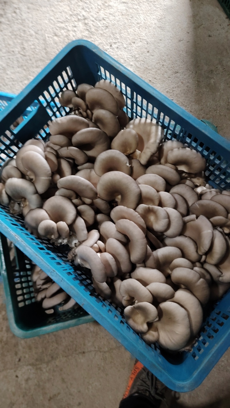 平菇大量供应