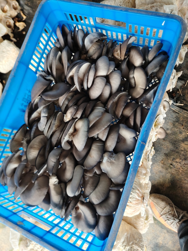 平菇大量供应