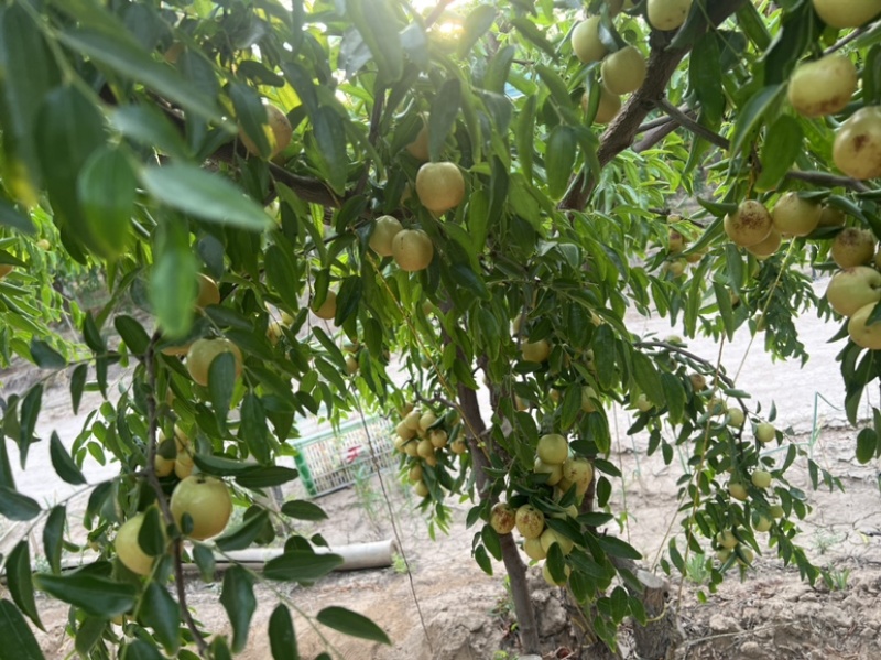 庙上冬枣甄选基地，可一件代发