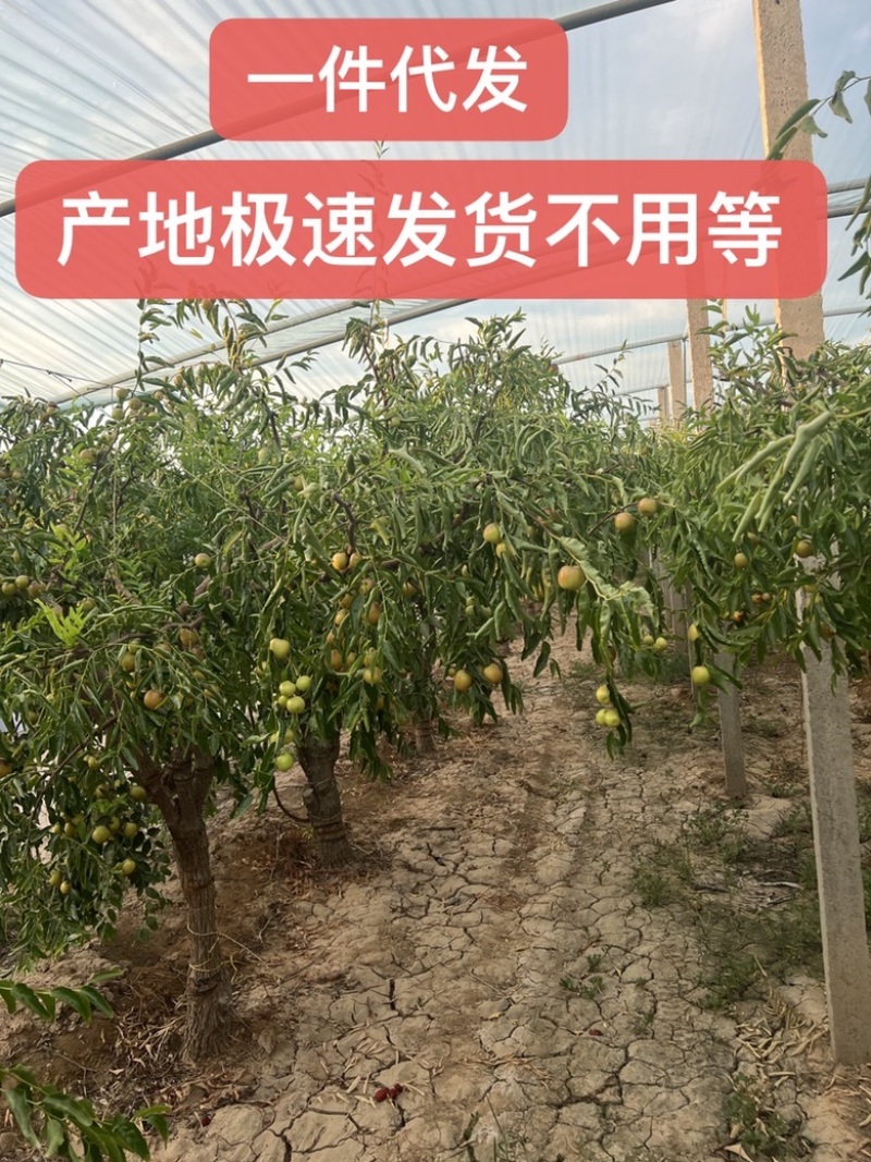 庙上冬枣甄选基地，可一件代发