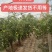 庙上冬枣甄选基地，可一件代发