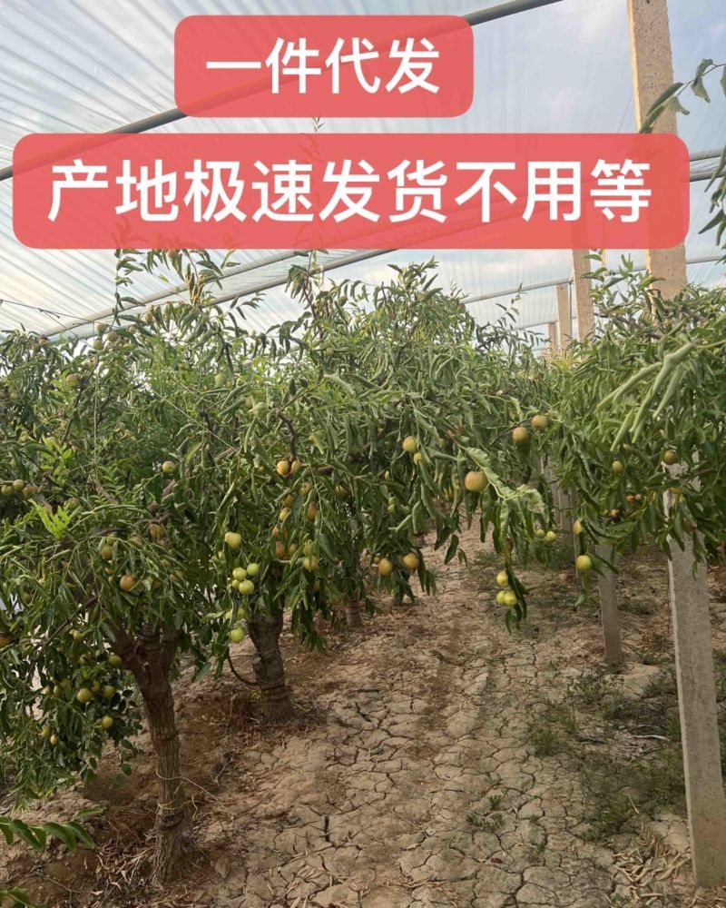 庙上冬枣甄选基地，可一件代发