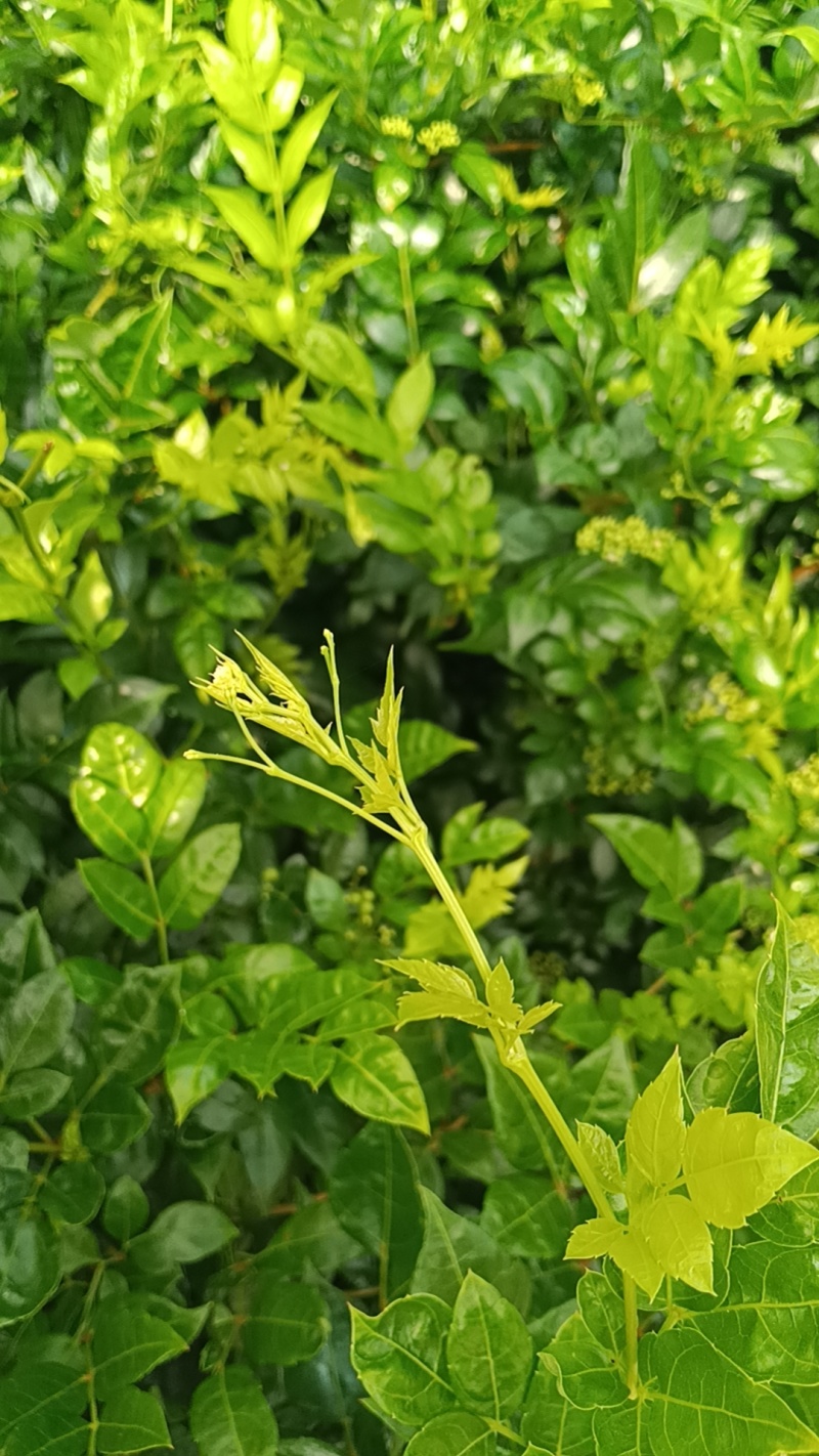 永顺莓茶